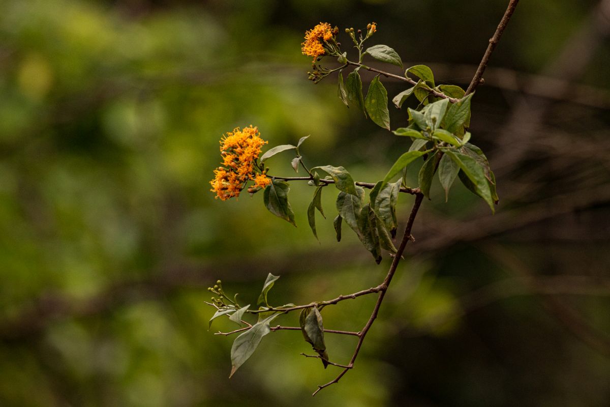 Distephanus divaricatus