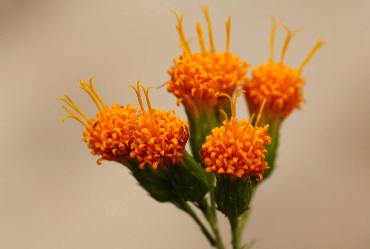 Distephanus divaricatus