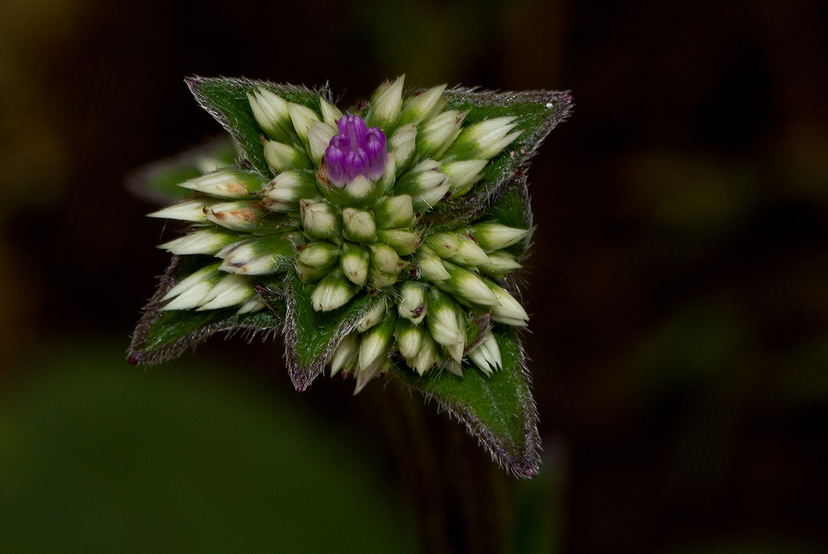 Elephantopus scaber subsp. plurisetus var. plurisetus