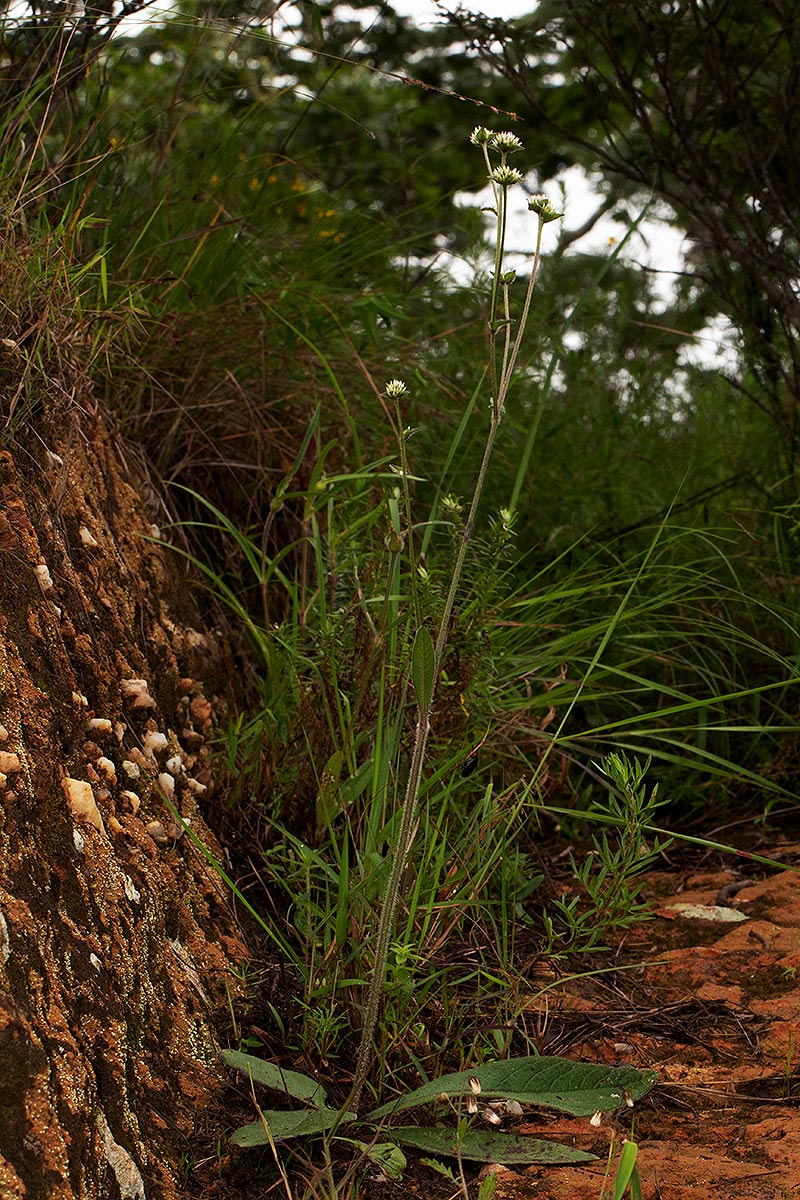 Elephantopus scaber subsp. plurisetus var. plurisetus