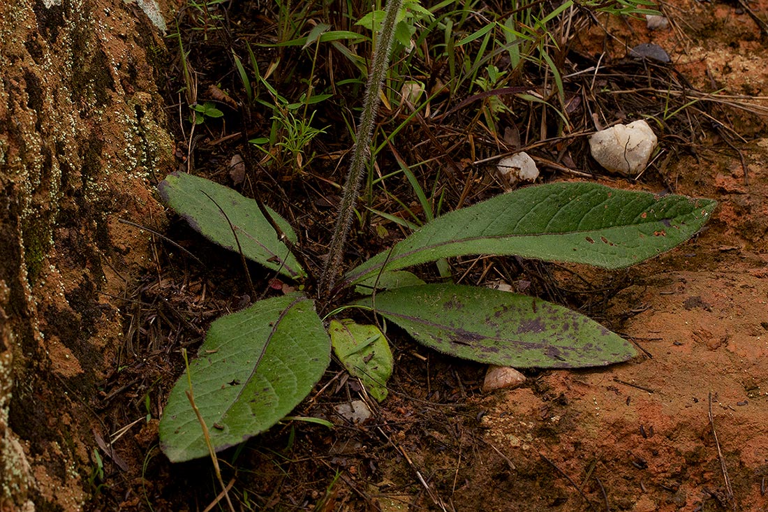 Elephantopus scaber subsp. plurisetus var. plurisetus