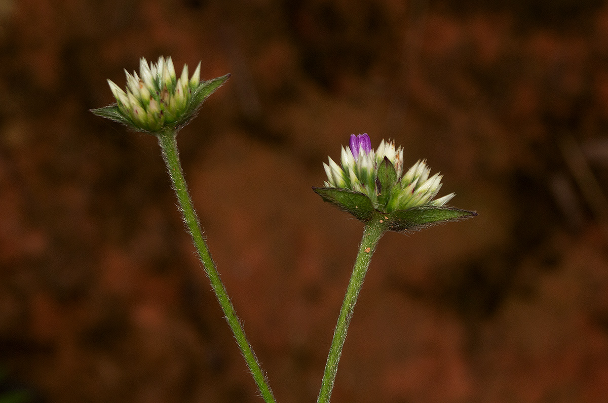 Elephantopus scaber subsp. plurisetus var. plurisetus Elephantopus scaber subsp. plurisetus var. plurisetus