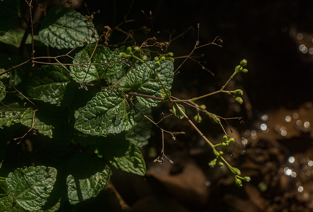 Adenostemma viscosum Adenostemma viscosum