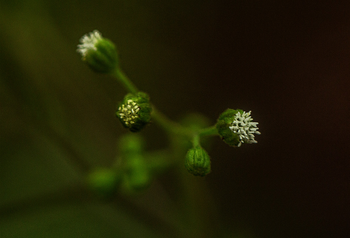 Adenostemma viscosum Adenostemma viscosum