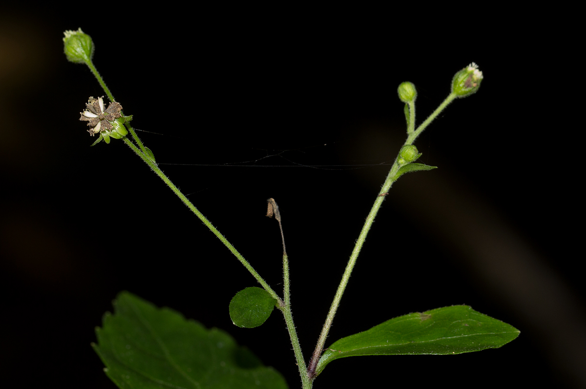 Adenostemma viscosum