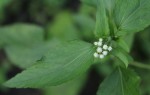 Ageratum conyzoides