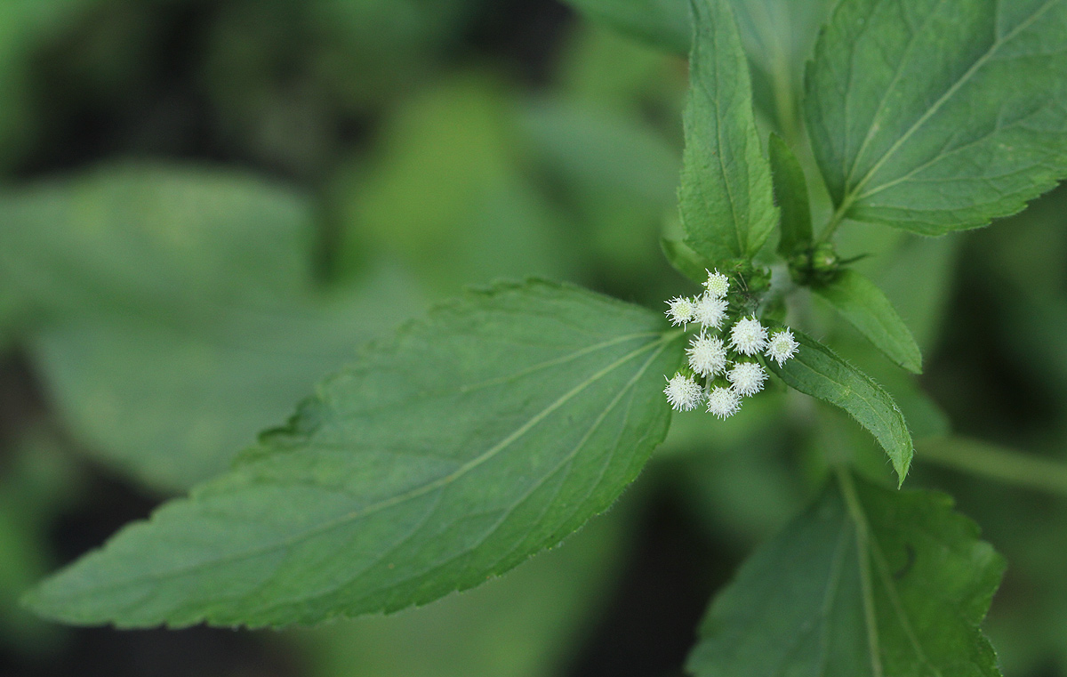 Ageratum conyzoides