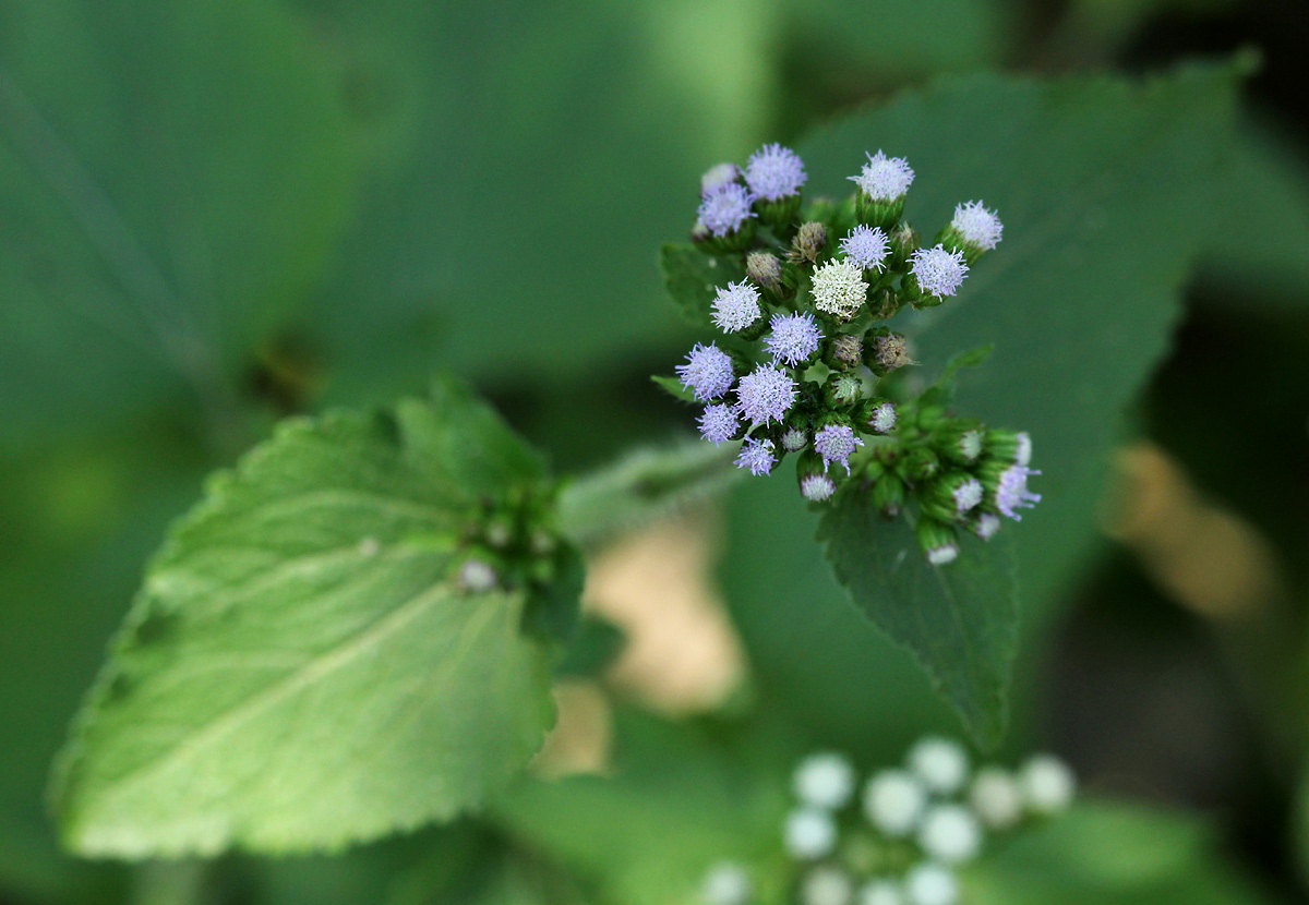 Ageratum conyzoides Ageratum conyzoides