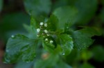 Ageratum conyzoides