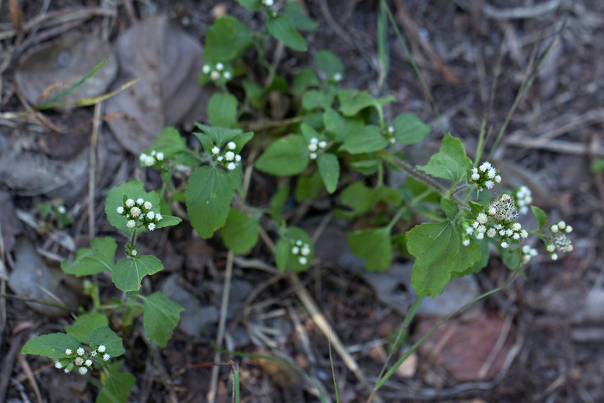 Ageratum conyzoides Ageratum conyzoides