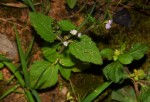 Ageratum conyzoides
