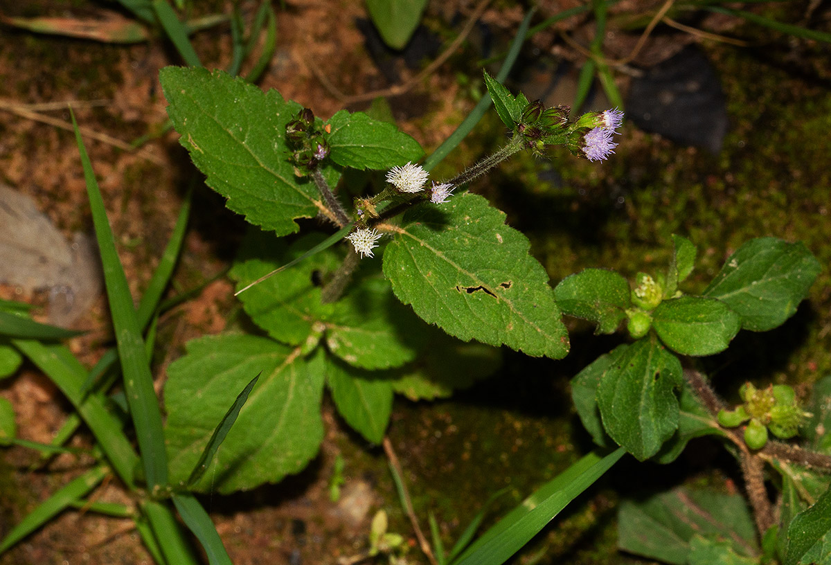 Ageratum conyzoides