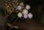 Ageratum conyzoides