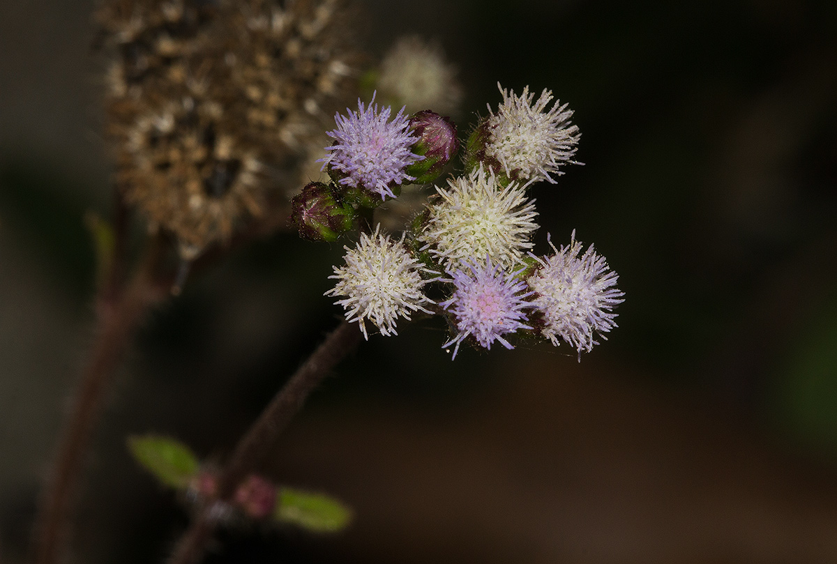 Ageratum conyzoides