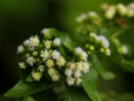 Ageratum conyzoides