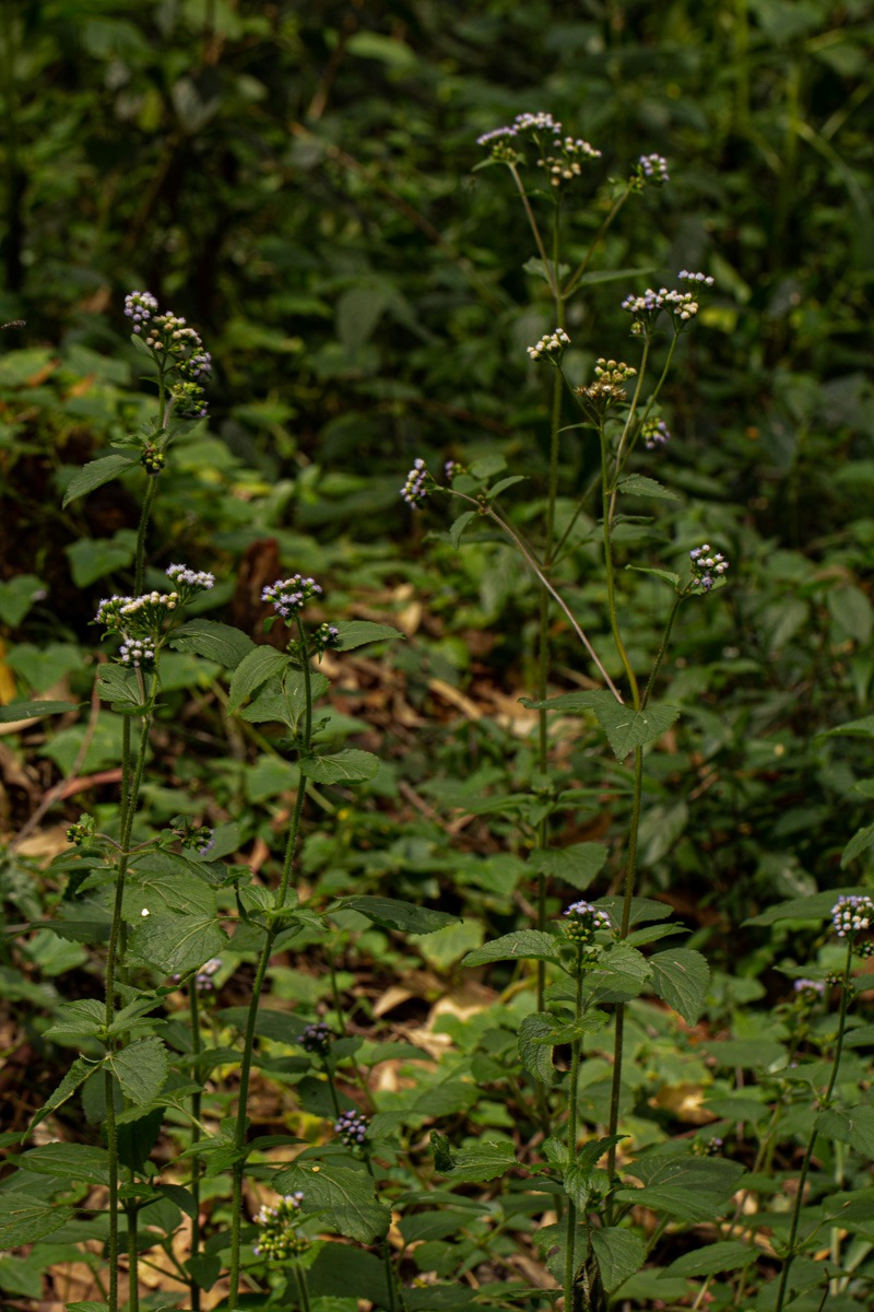 Ageratum conyzoides