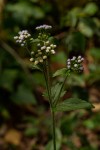 Ageratum conyzoides