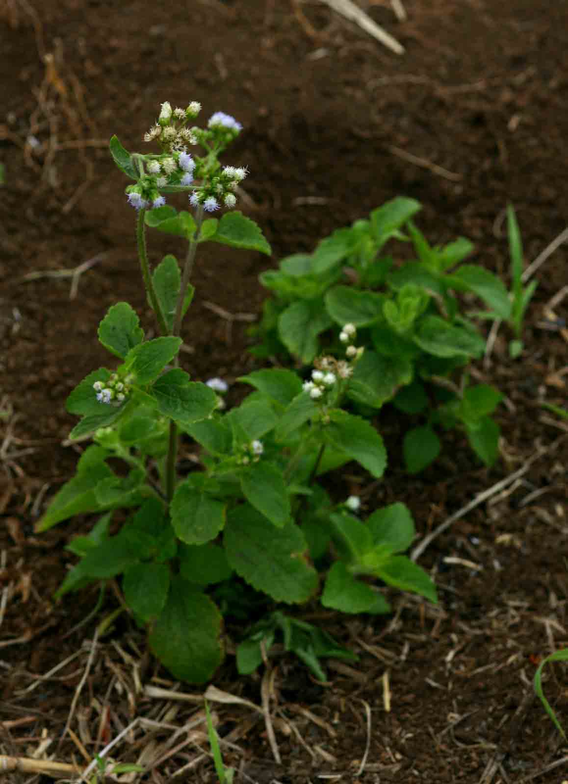Ageratum conyzoides