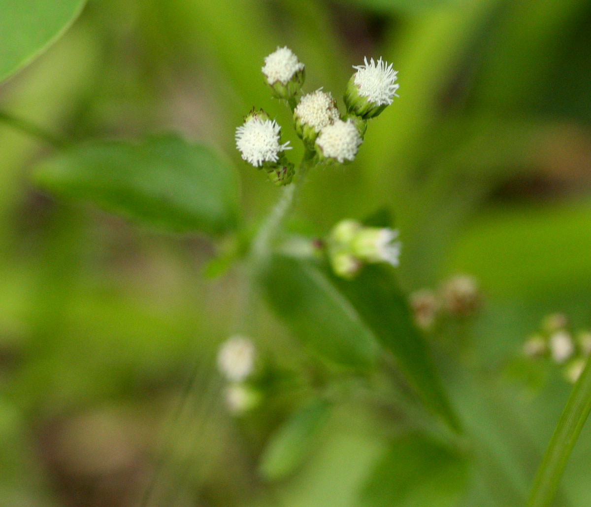 Ageratum conyzoides