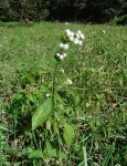 Ageratum conyzoides