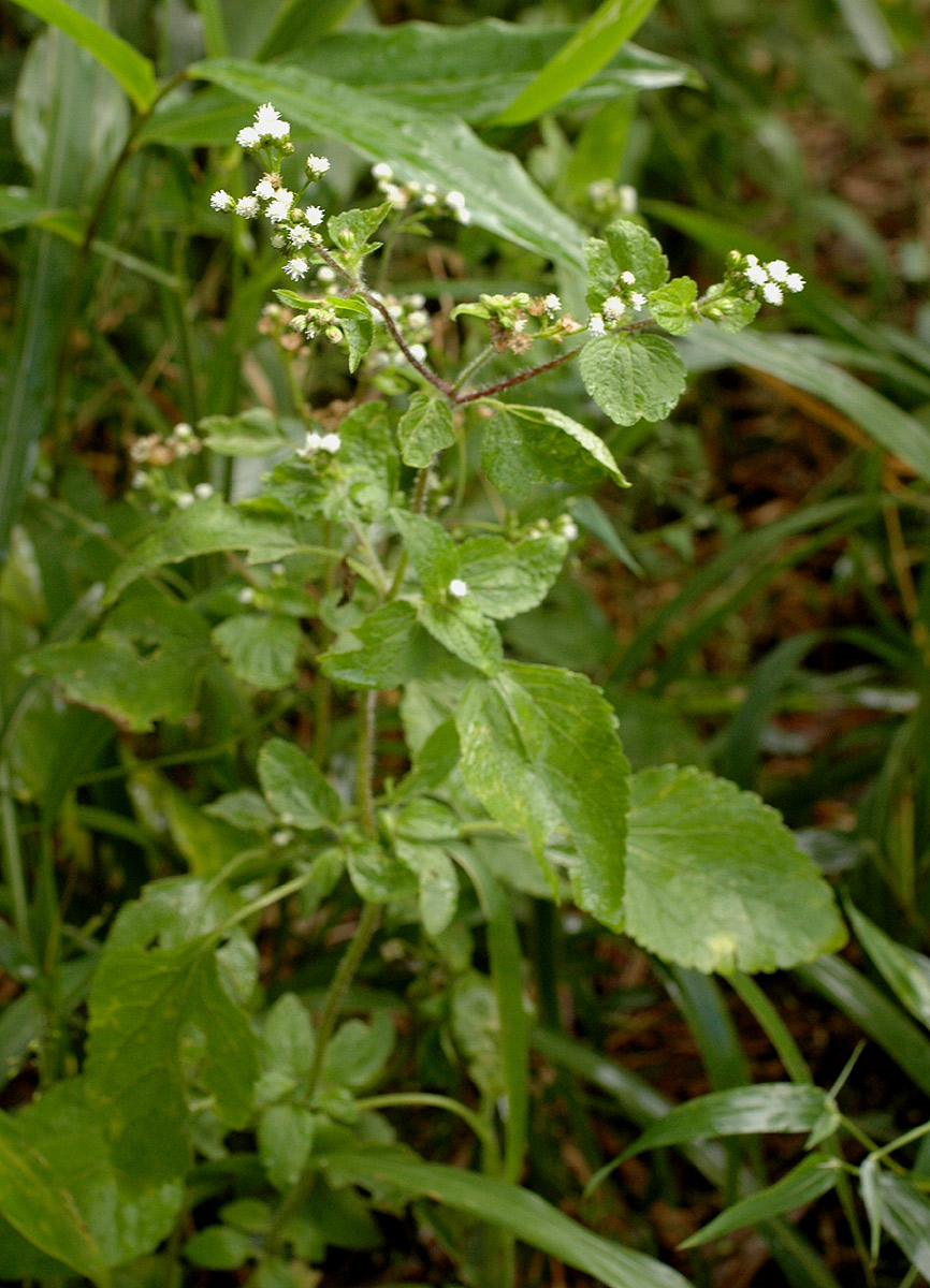 Ageratum conyzoides