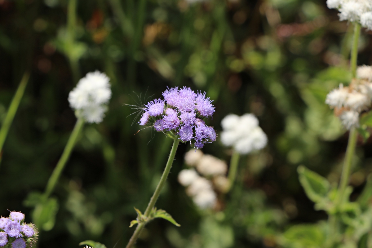 Ageratum houstonianum