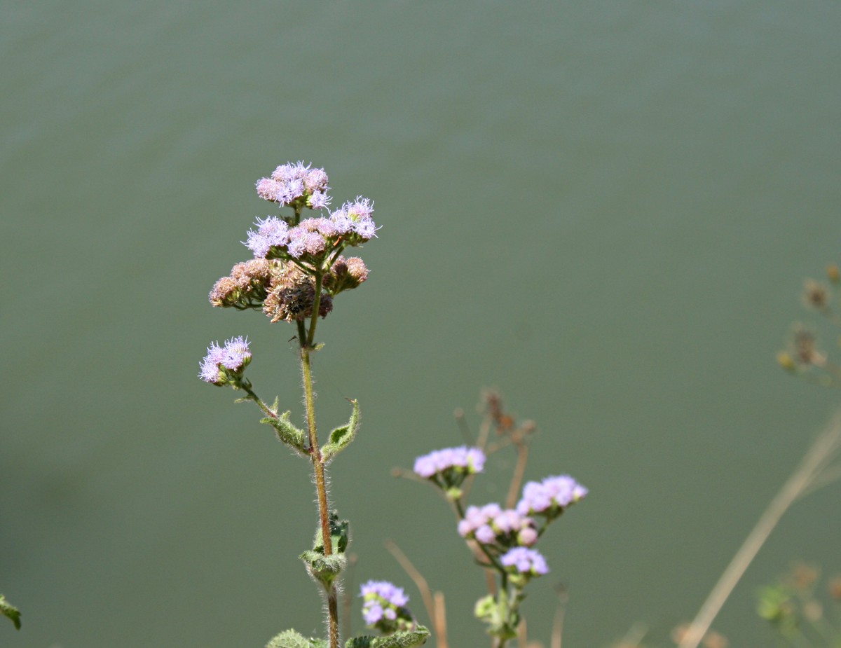 Ageratum houstonianum