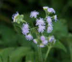 Ageratum houstonianum