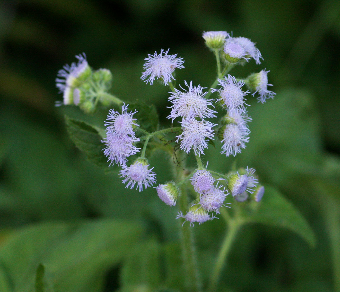 Ageratum houstonianum
