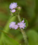 Ageratum houstonianum