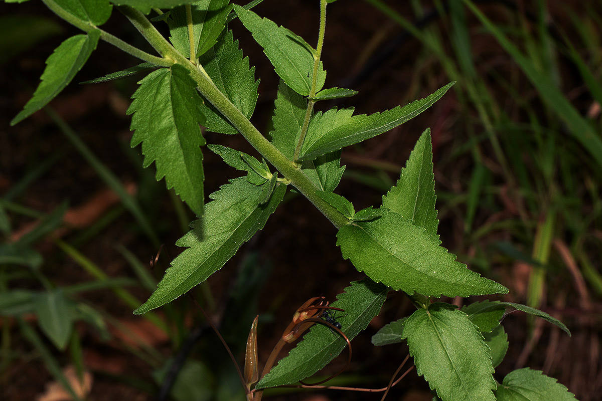 Stomatanthes africanus