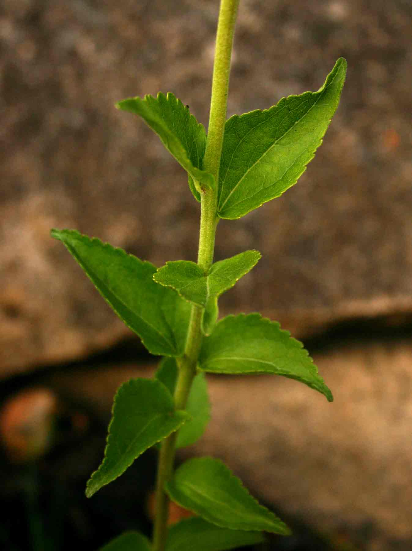 Stomatanthes africanus