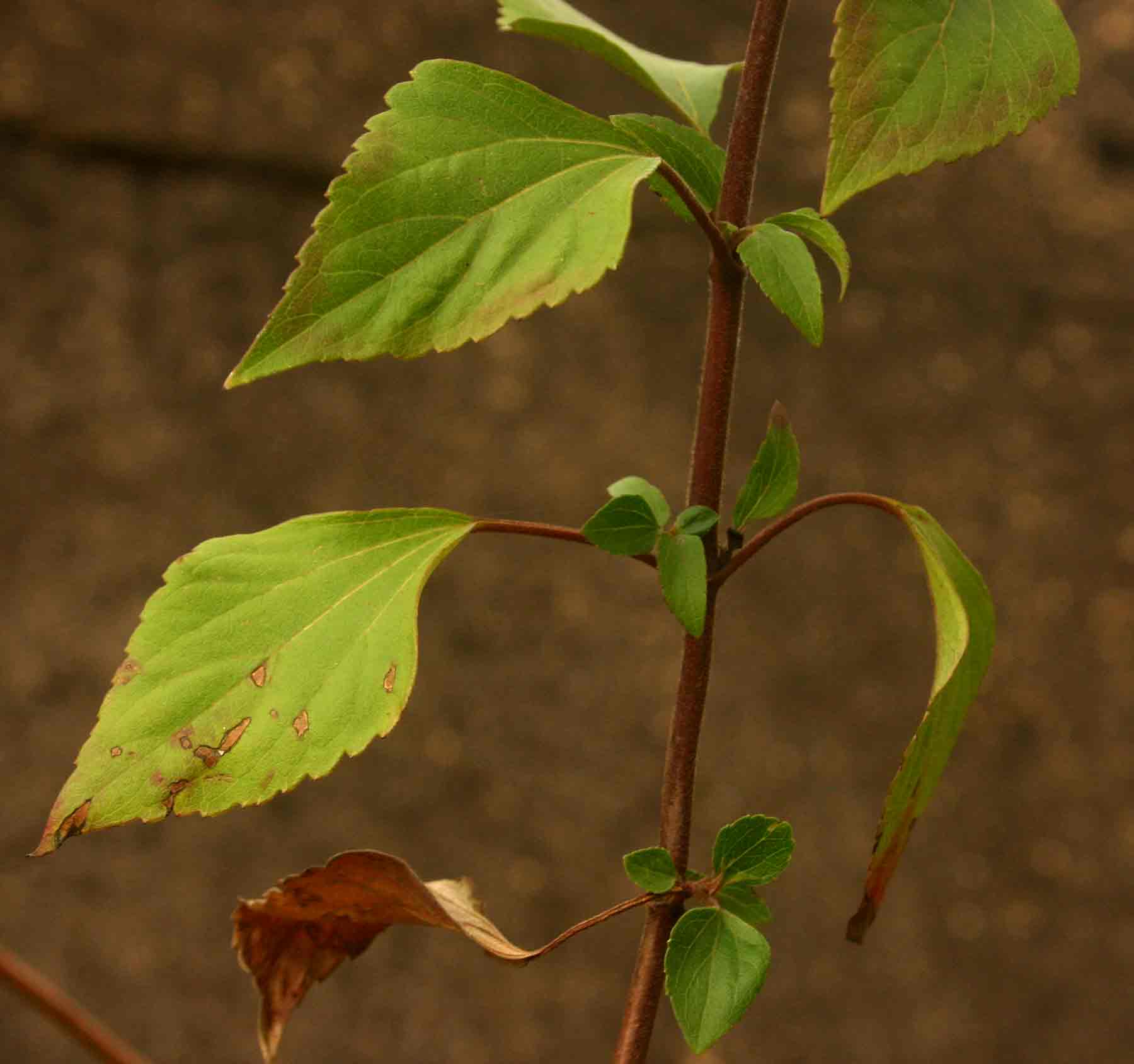 Ageratina adenophora
