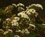 Ageratina adenophora