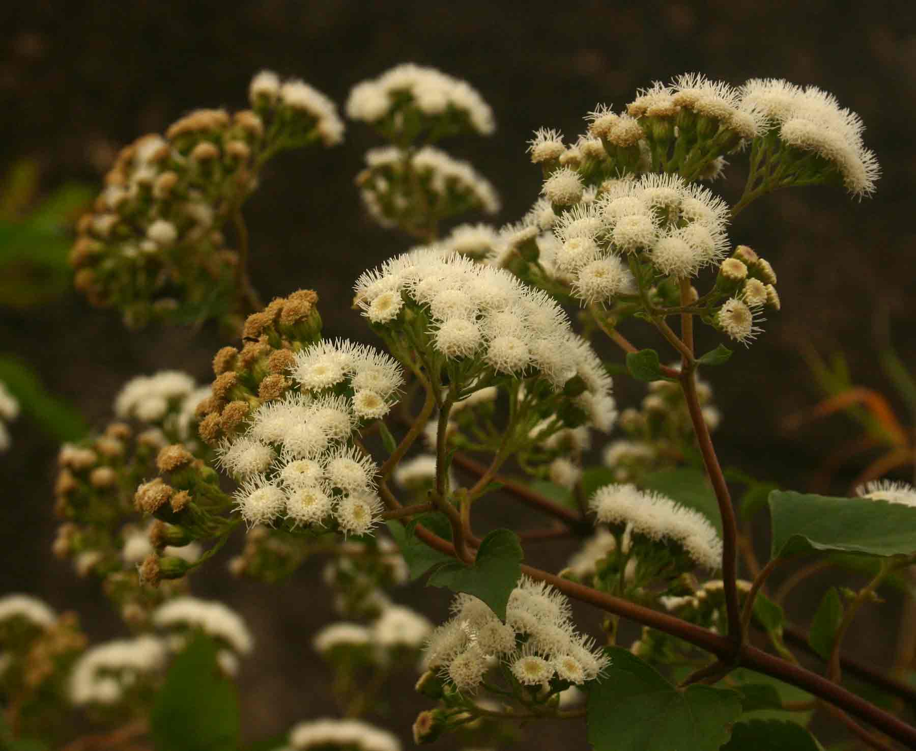 Ageratina adenophora