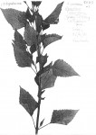 Ageratina adenophora
