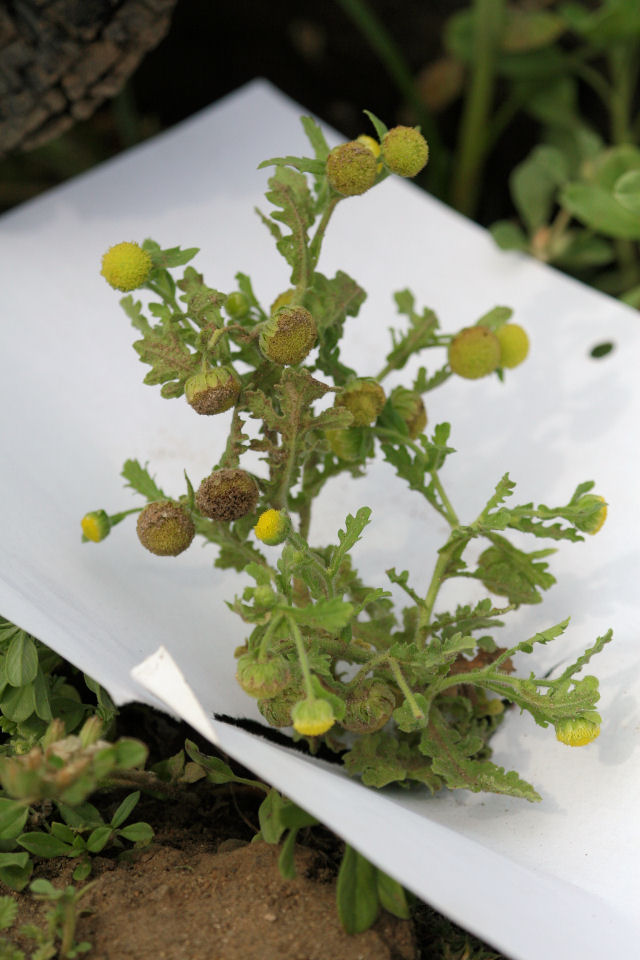 Grangea maderaspatana