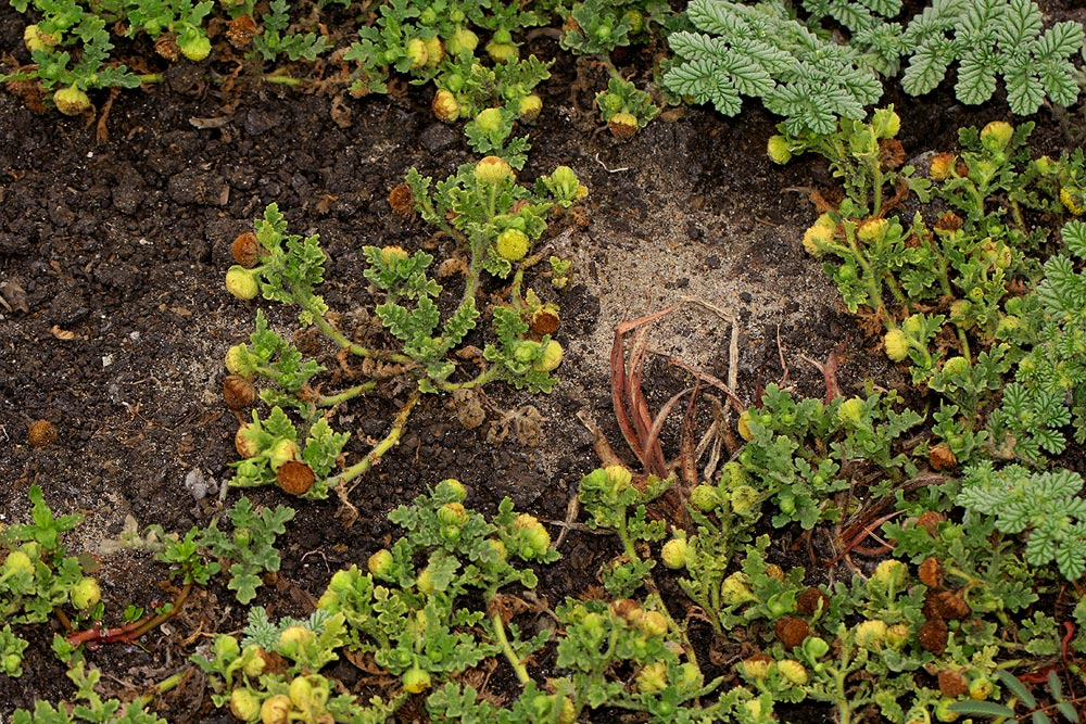 Grangea maderaspatana