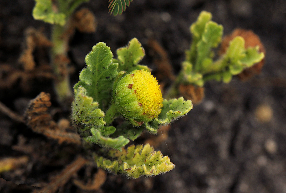 Grangea maderaspatana