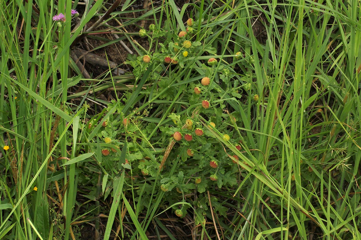 Grangea maderaspatana