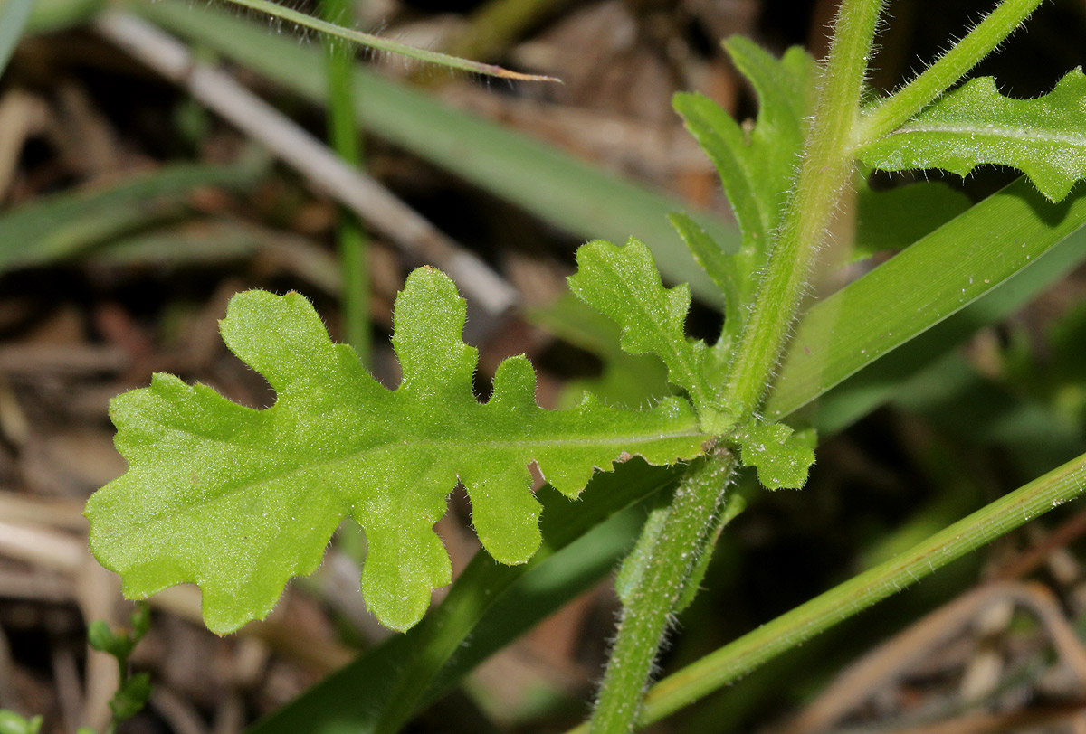 Grangea maderaspatana
