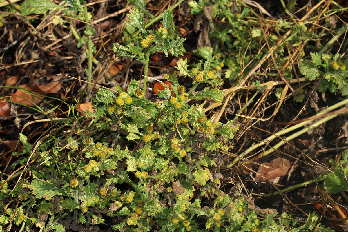 Grangea maderaspatana