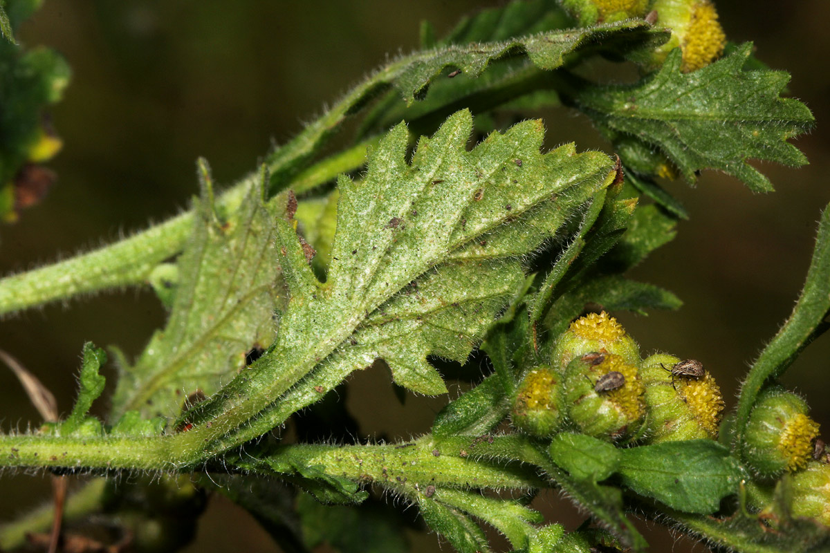 Grangea maderaspatana