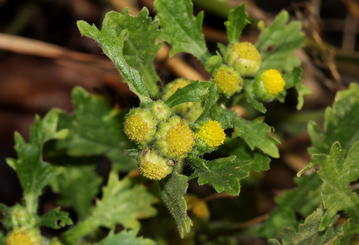 Grangea maderaspatana