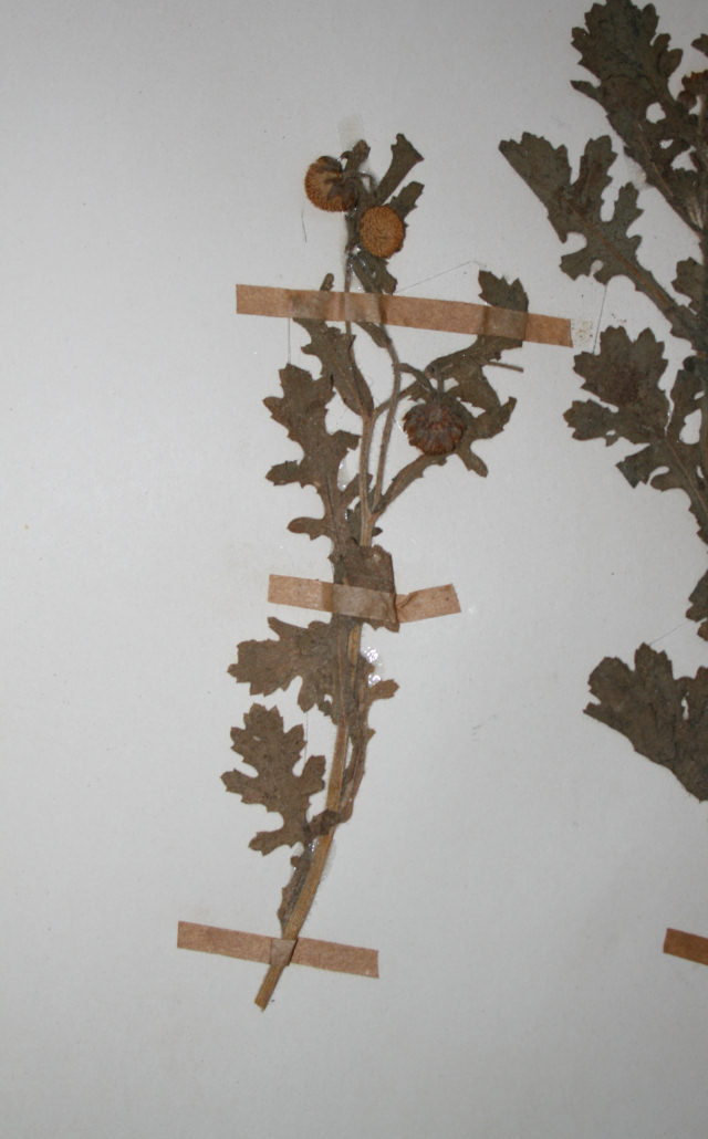 Grangea maderaspatana