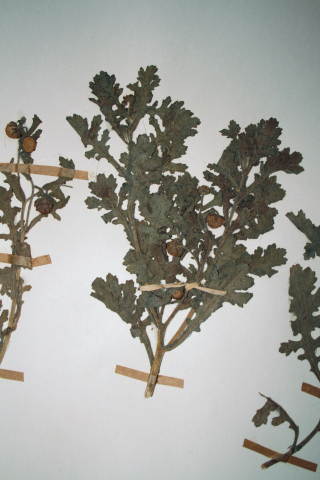 Grangea maderaspatana