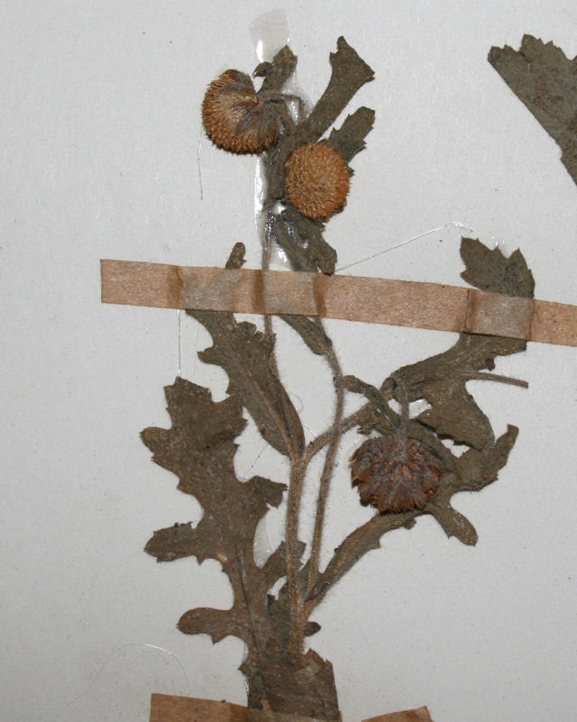 Grangea maderaspatana Grangea maderaspatana