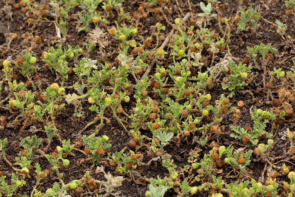 Grangea maderaspatana