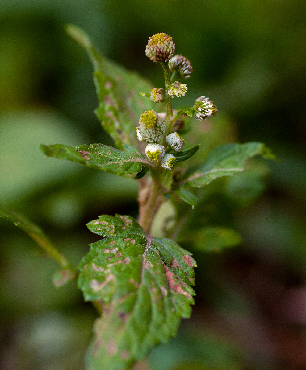 Dichrocephala integrifolia subsp. integrifolia