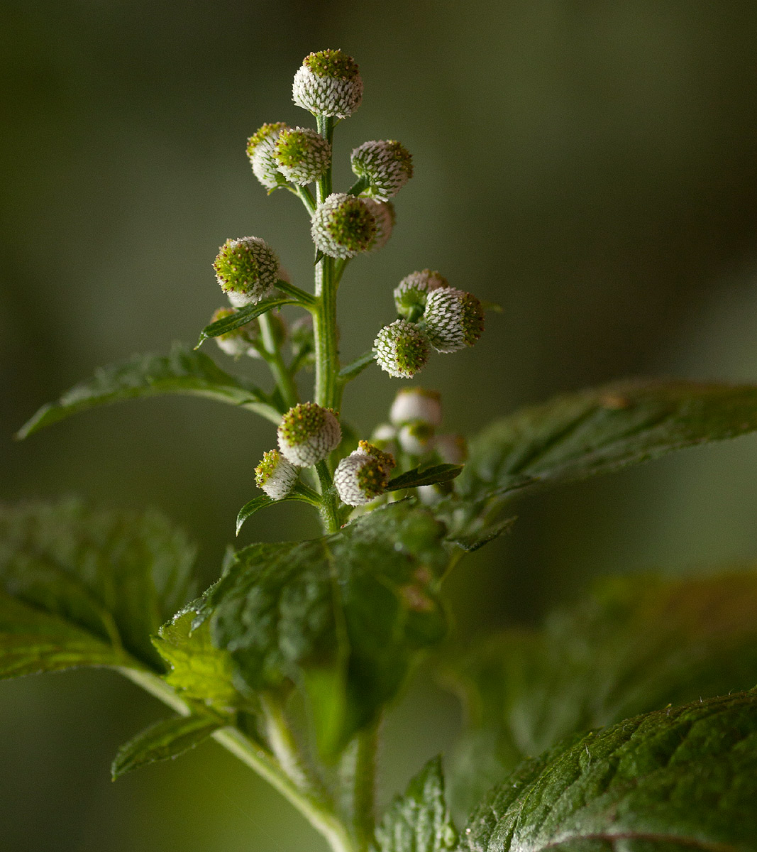 Dichrocephala integrifolia subsp. integrifolia